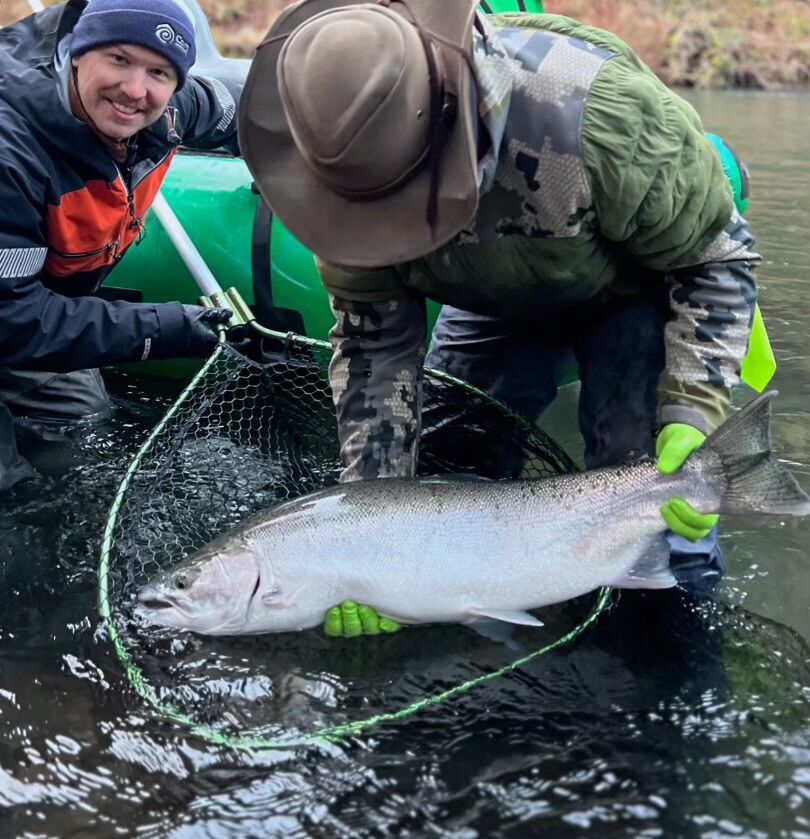 Chrome steelhead in the net