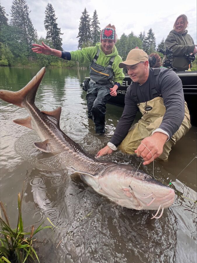 Releasing a large sturgeon