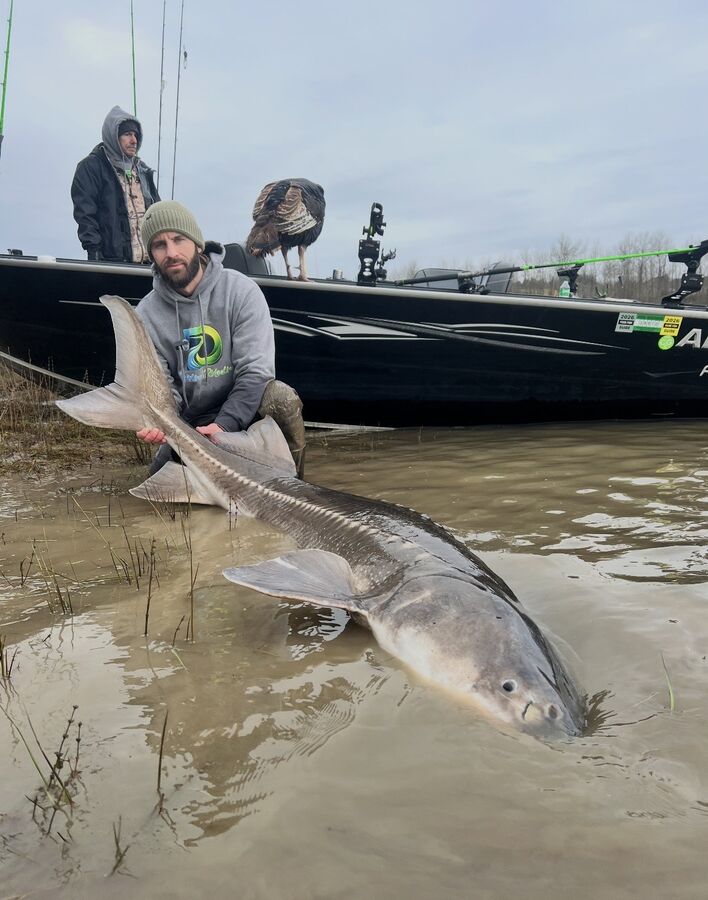An eight-foot sturgeon alongside the boat
