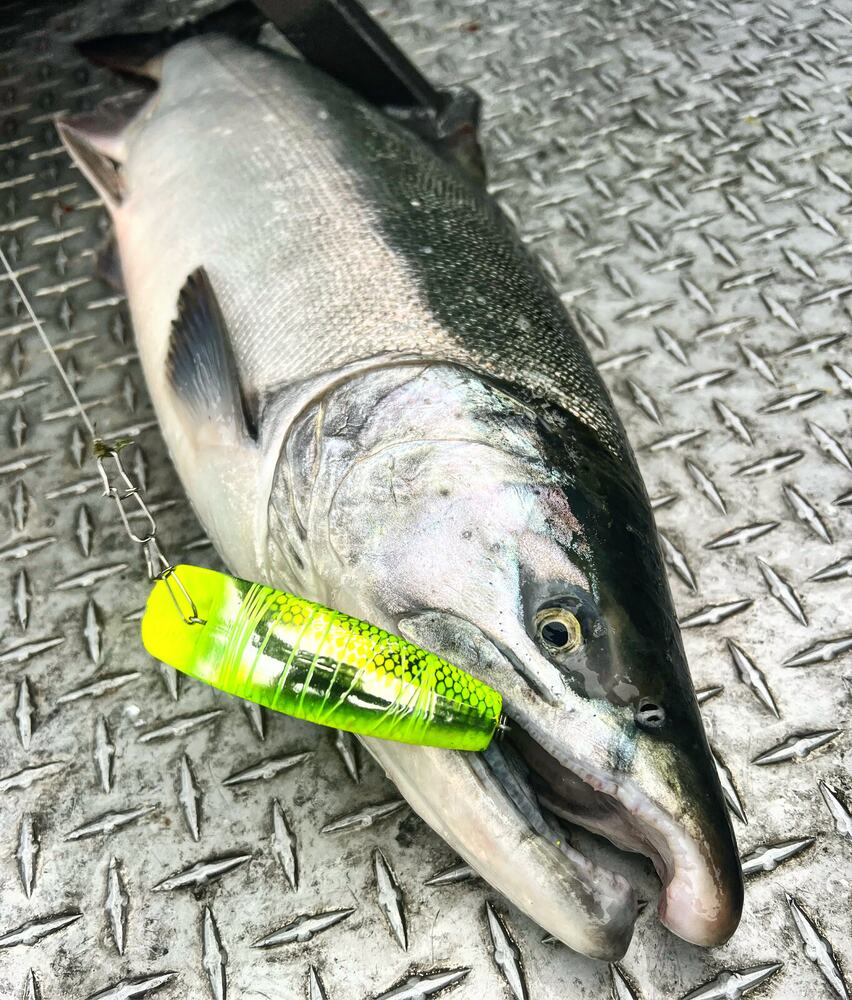 Fresh salmon on the deck next to the plug that fooled it